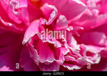 Rosa peonia (Paeonia) fiore Foto Stock