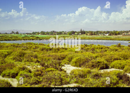 Stormo di fenicotteri rosa sul lago salato nella provincia di Alicante. La fauna selvatica - grazioso tall uccelli selvatici, Valencia, Spagna Foto Stock