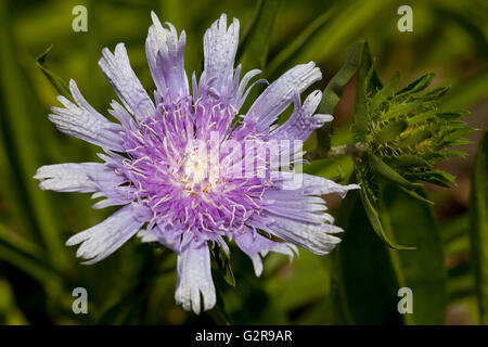 Fiordaliso o Aster Stokes (Aster Stokesia laevis), fioritura Foto Stock