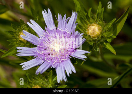 Fiordaliso o Aster Stokes (Aster Stokesia laevis), fioritura Foto Stock