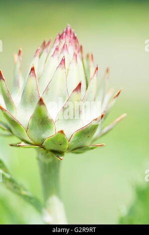 Germogliando il cardo (Cynara cardunculus) Foto Stock