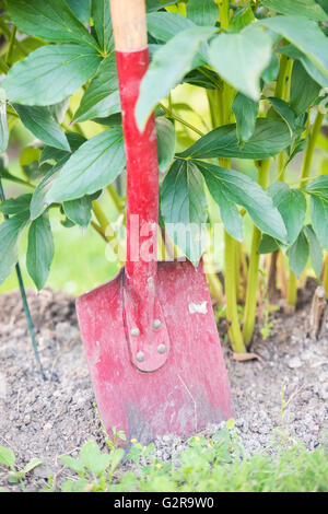 Lavori di giardinaggio, pala infissa a terra Foto Stock