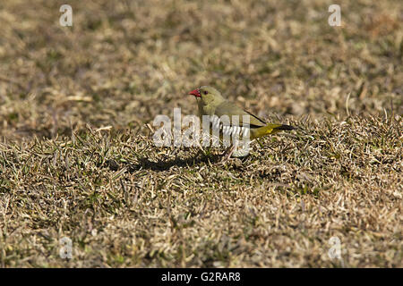 Avadavat verde o verde munia (Amandava formosa), Mount Abu, Rajasthan, India Foto Stock