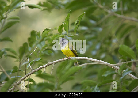 Grigio-guidato canarino-flycatcher, culicicapa ceylonensis, Mount Abu, Rajasthan, India Foto Stock