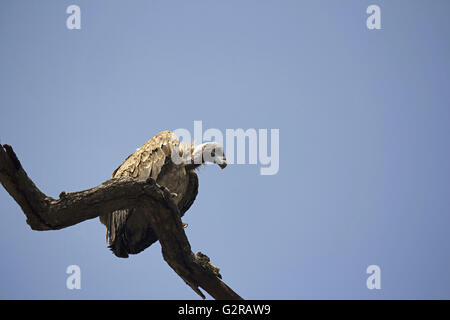 Avvoltoio indiano (gyps indicus ), bandhavgarh riserva della tigre, Madhya Pradesh, India Foto Stock