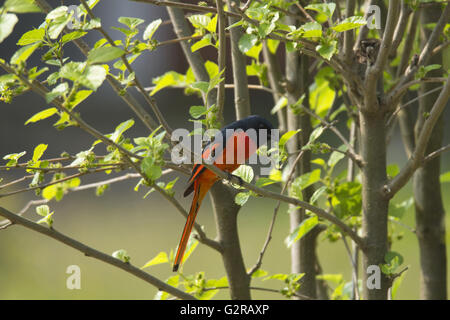 Long-tailed minivet, Pericrocotus ethologus, Corbett Riserva della Tigre, Uttarakhand, India Foto Stock