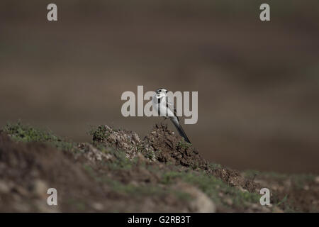White wagtail, Motacilla alba di Pune, Maharashtra, India Foto Stock