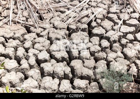 La foresta di mangrovie in terra arida terra natura pieno di sale sulla pelle. messa a fuoco selettiva su un fronte Foto Stock