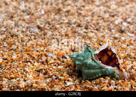 Wet conchiglia sulla sabbia nel giorno di Sun Foto Stock