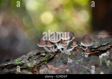 Fairy cappuccio inchiostro funghi (Coprinellus funghi) cresce su un marciume ceppo di albero nella foresta pluviale Foto Stock