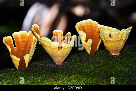 Coppe d'oro della staffa funghi Stereum ostrea (Turchia fungo di coda) che cresce su un albero di muschio nella foresta pluviale Foto Stock