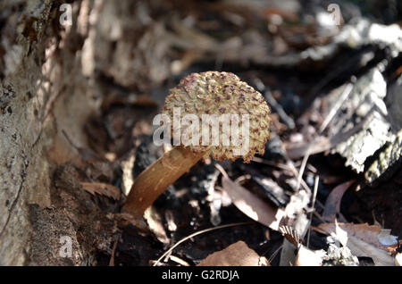 Brown shaggy tappo (a fungo funghi porcini) crescendo alla base di un albero nella foresta Foto Stock