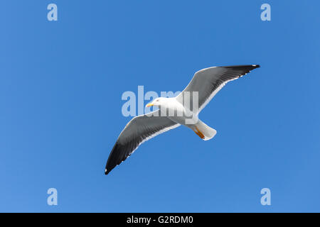 Grande nero-backed gull. White seagull volare nel cielo blu chiaro, closeup photo Foto Stock