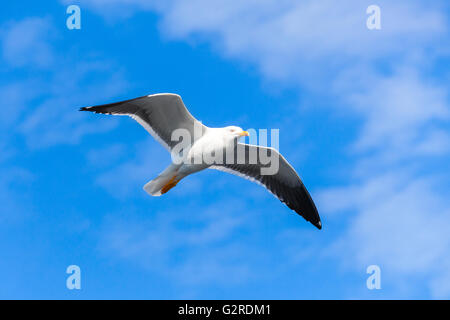 Grande nero-backed gull. White seagull volare nel cielo blu, closeup photo Foto Stock