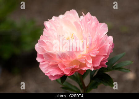 Paeonia 'rosa corallo hawaiano' in un giardino inglese. Peonia fiore. Foto Stock