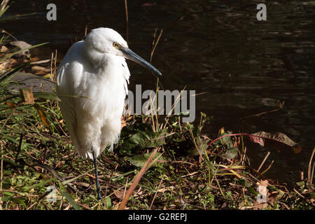 Un piccolo Egret (Egretta Garzetta) in un laghetto nel Parco Hibiya, Tokyo, Giappone. Foto Stock