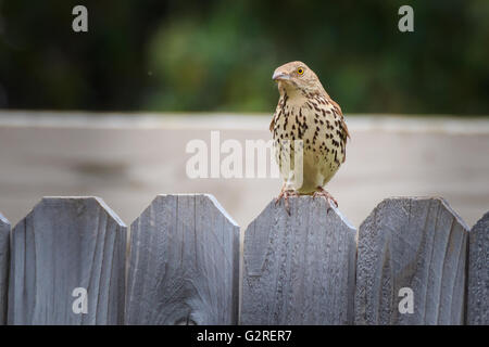 Un marrone Thrasher stis pazientemente per il suo ritratto. Foto Stock