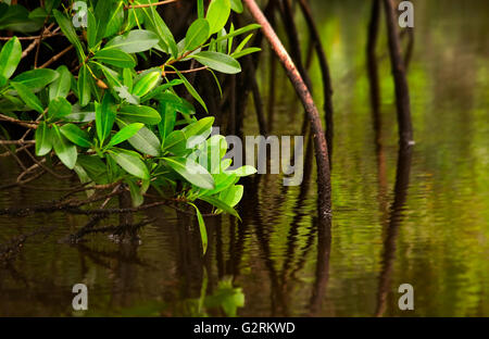 Mangrovia rossa tree e le sue radici immersi nella calma acqua salmastra in Florida Evergaldes Foto Stock