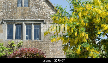 Il maggiociondolo anagyroides. Il maggiociondolo in primavera davanti a cotswold cottage. Stanton, Cotswolds, Gloucestershire, Inghilterra Foto Stock