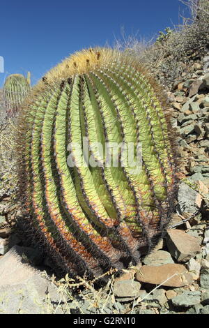 Canna gigante cactus Ferocactus diguetii Foto Stock