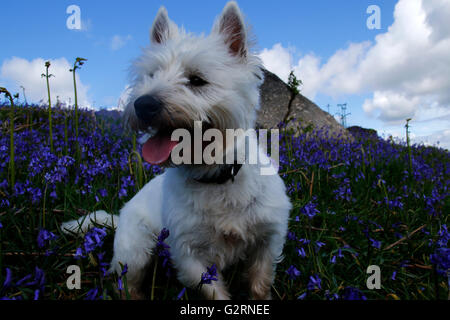 Poco West Highland White Terrier sat nel bluebells a Holwell prati su Dartmoor in Devon Foto Stock