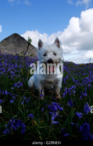 Poco West Highland White Terrier sat nel bluebells a Holwell prati su Dartmoor in Devon Foto Stock