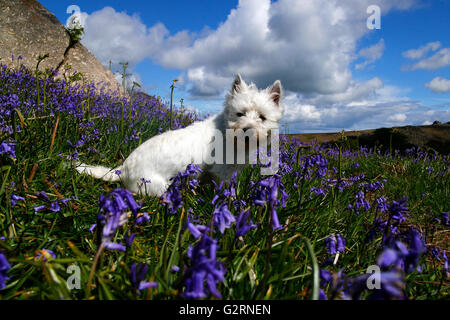 Poco West Highland White Terrier sat nel bluebells a Holwell prati su Dartmoor in Devon Foto Stock