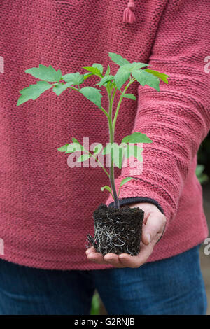 Solanum lycopersicum. Giardiniere in possesso di una pianta di pomodoro cresciute da seme prima di repotting in maggio. Regno Unito Foto Stock