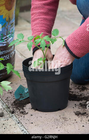 Solanum lycopersicum. Giardiniere repotting di piante di pomodoro cresciute da seme in maggio. Regno Unito Foto Stock