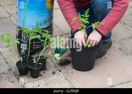 Solanum lycopersicum. Giardiniere repotting di piante di pomodoro cresciute da seme in maggio. Regno Unito Foto Stock