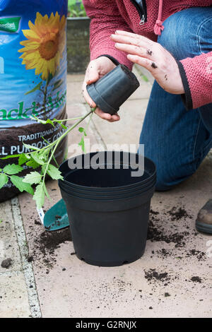 Solanum lycopersicum. Giardiniere repotting di piante di pomodoro cresciute da seme in maggio. Regno Unito Foto Stock