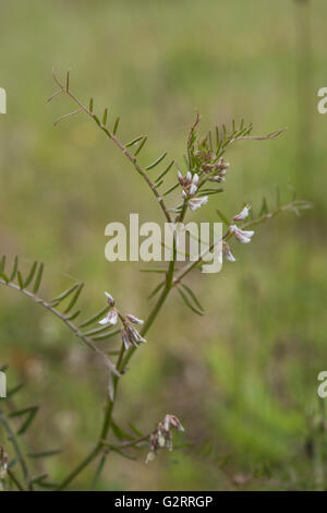 Tara liscia, Vicia tetrasperma crescente in folle la prateria, Surrey, Regno Unito. Maggio. Foto Stock