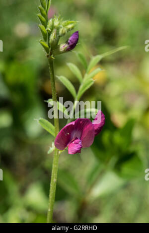 Vetch comune, Vicia sativa ssp. nigra, crescendo in folle la prateria, Surrey, Regno Unito. Maggio. Foto Stock