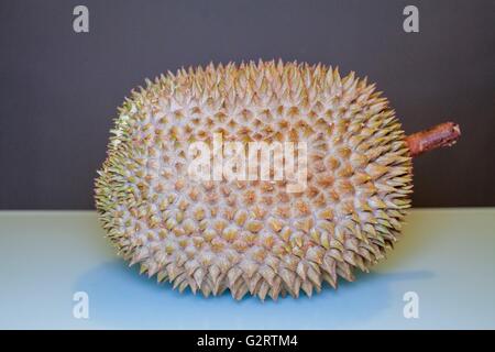 Il re della frutta Durian pronta per essere copiata con aqua e sfondo grigio scuro Foto Stock