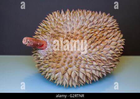 Il re della frutta Durian pronta per essere copiata con aqua e sfondo grigio scuro Foto Stock