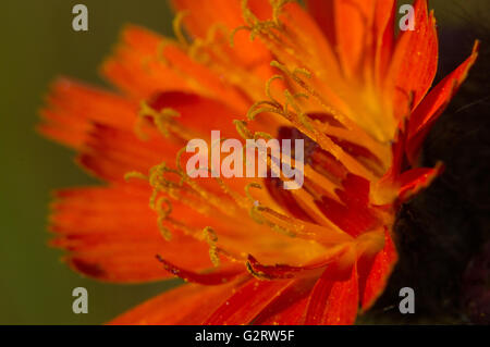 Un close-up di un'Arancia Hawkweed (Pilosella aurantiaca) fiore. Foto Stock