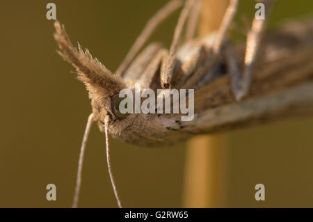 Un close-up di una comune erba-falena impiallacciatura (Agriphila tristella) appeso a testa in giù su un filo d'erba. Foto Stock