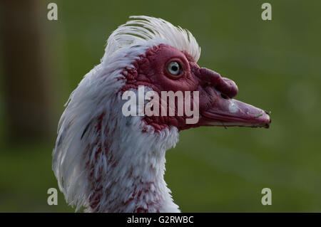 Un ritratto di un anatra muta (Cairina moschata). Foto Stock