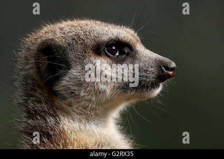 Close-up della testa di un avviso in Sud Africa (Meerkat Suricata suricatta) Foto Stock