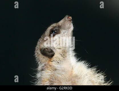 Close-up della testa di un avviso in Sud Africa (Meerkat Suricata suricatta) Foto Stock