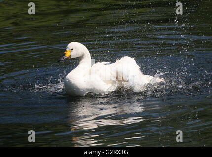 Wild azione di balneazione di un maschio Eurasian Bewick's Swan (Cygnus bewickii, Cygnus columbianus bewickii) Foto Stock