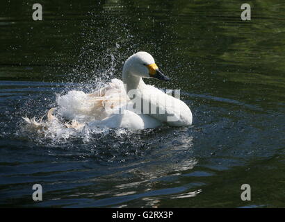 Wild azione di balneazione di un maschio Eurasian Bewick's Swan (Cygnus bewickii, Cygnus columbianus bewickii) Foto Stock