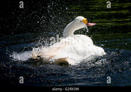 Wild azione di balneazione di un maschio Eurasian Bewick's Swan (Cygnus bewickii, Cygnus columbianus bewickii) Foto Stock