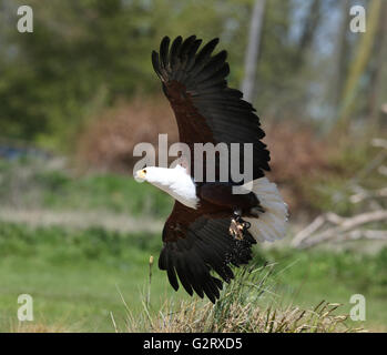 In prossimità di un pesce africano Eagle la cattura di cibo Foto Stock