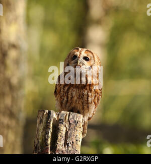 Ritratto di un Allocco appollaiato su un ceppo di albero Foto Stock