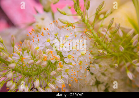 Fiori freschi in una disposizione Foto Stock