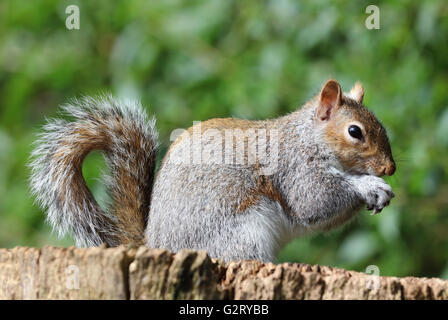 In prossimità di uno scoiattolo grigio Foto Stock
