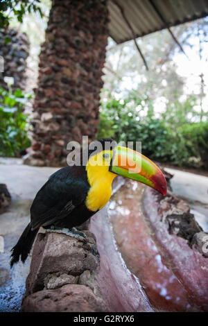 El Nido parco Ixtapaluca in Messico Foto Stock