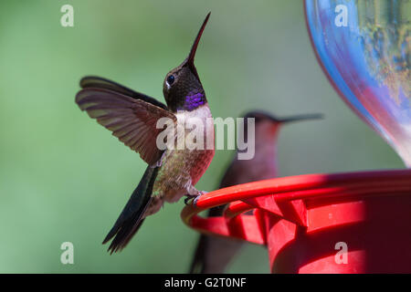 Nero-chinned Hummingbird, (Archilochus alexandri), Bosque del Apache National Wildlife Refuge, nuovo Messico, Stati Uniti d'America. Foto Stock