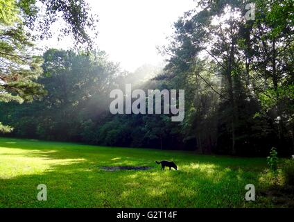 I raggi di sole che splende attraverso la nebbia in una foresta su una soleggiata mattina d'estate. Foto Stock